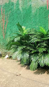 pohon partisi palem/tanaman penyekat ruangan/bunga hias