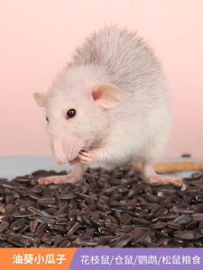 Flower Branch Hamster Seeds Snacks Black Oil Sunflower Seeds for Chinchillas And Parrots Pet Food And Supplies Toy/Decorations