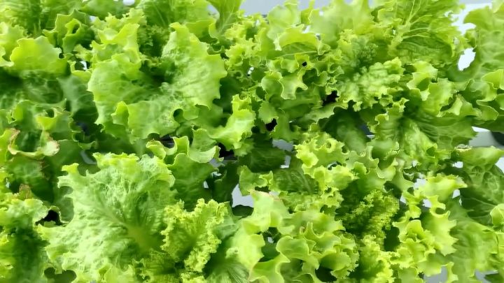 (370 SEEDS) - GREEN RAPID LETTUCE SEEDS/RAPID LG/FOR BEGGINERS VARIETY/EASY TO GROW