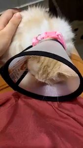 Vòng cổ chống liếm cho Chó Mèo loại dày hiệu con mèo bằng nhựa PVC & PU (size lớn) - Love Pets Shop