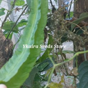 30 seeds for planting binhi pantanim kalamismis sigarilyas winged beans