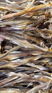 Khô Cá Khoai Đặc Sản Cà Mau  Loại Lớn Khổng Lồ- VỰA KHÔ MINH TRIẾT