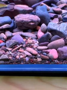 Aquarium stone amazon stone aquascape big chicken sand