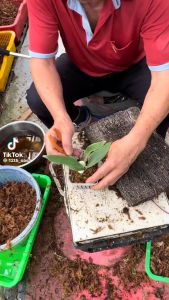 Organic Fern Slab For Orchids Good for Trailing And Hanging Live Plants like Vines And Orchids (10X5)