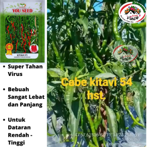 Bibit Benih Cabe Keriting KITAVI F1 10g CMK Hibrida KITAVI F1 1750 butir  You seed