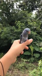 เชือกนก พร้อมห่วงนก ตัวล็อคห่วง ชุด3อย่าง สายยืดคล้องขานก นกแก้ว ฟอพัส หงษ์หยก เลิฟเบิร์ด ค๊อกคาเทล