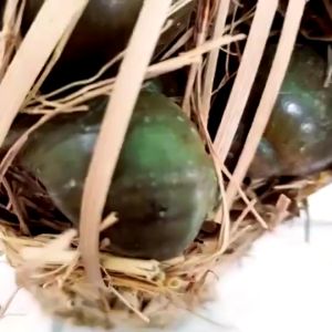 ỐC NHỒI SẠCH GÁC BẾP Duy Lê (Giỏ tre 500g) Ốc bưu đen BẮC ngủ khô gác bếp không khói đặc sản Ninh Bình - Vườn Đặc Sản