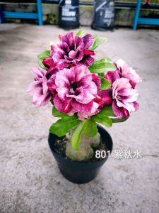 Adenium Kemboja Bonsai ID 801/富贵花