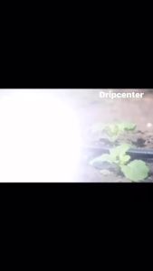 เทปน้ำหยด ทนทาน กัน UV มีระยะให้เลือก 20cm - 30cm ความยาว 1000เมตร ความหนา 0.16mm ยี่ห้อ JX และ MACNUM เทปน้ําหยด เทปปลูกผัก เทปปลูกผัก ราคา เทปปลูกผัก ซื้อที่ไหน - Lazada