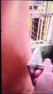 Săm bì heo nổ cốm/ săm bì heo da giòn/ xăm bì heo nổ cốm / xăm bì heo/ dụng cụ săm bì heo nổ cốm