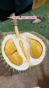 Bibit Durian Duri Hitam Super Okulasi