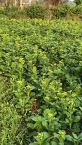 เมล็ดพันธุ์ กวางตุ้งนพคุณ (ถุงใหญ่)