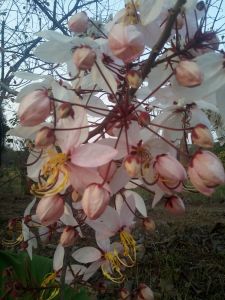 เมล็ดพันธุ์กัลปพฤกษ์ ชุด 30 เมล็ด