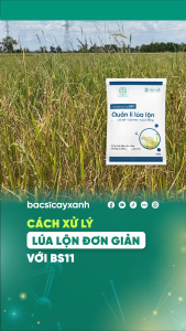 BS11 Quản Lí Lúa Lộn Diệt Lúa Cỏ Lúa Ma 500g - Chống Xì Phèn An Toàn Cho Lúa Sạ - Bác Sĩ Cây Xanh