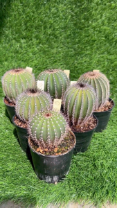 Uebelmannia pectinifera แผงคอม้า ไม้เมล็ด ไม้สะสม ยอดฮิต