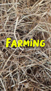 Rice straw (dried) ฟางข้าวแห้ง สำหรับการเกษตร จัดสวน คลุมหน้าดิน Organic สำหรับเพาะเห็ด ปลูกผัก หมักปุ๋ย คลุมหน้าดิน