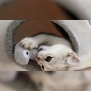 Đồ chơi sushi bông nhồi cỏ bạc hà catnip cho mèo – Đen Ta pet shop