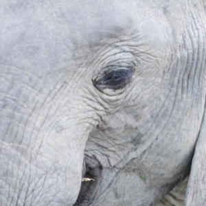 น้ำหอม L’CLOCHE กลิ่น WHITE ELEPHANT — WILDLIFE LIMITED COLLECTION