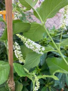 Cây Bạch trầm hương- hoa rất thơm mùi trầm