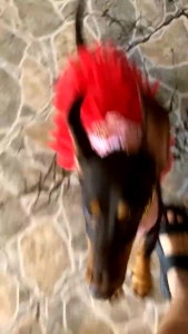 Đầm ren 2 dây cho Chó Mèo siêu yêu (mẫu mới) - Hara Pet Store