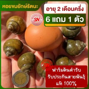 ต้นตำรับ หอยขมยักษ์รัตนะ ไซส์ 2 เดือนครึ่ง (6 แถม 1 ตัว) สายพันธุ์แท้ 100% จากฟาร์มสวนเกษตรนานาพันธุ์