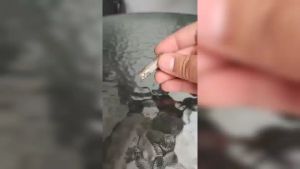 หัวต่อสาย BNC ตัวเมียหัวท้าย สําหรับต่อสายแบบ RG6 (10ตัว) ใช้กับสาย CCTV รับสมัครดีลเลอร์ทั่วประเทศ