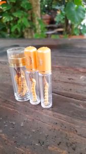 (3 con lớn Hàng Vip - Hình thật) Đông Trùng Hạ Thảo Tây Tạng cao cấp - Size con to loại 3 con/gr