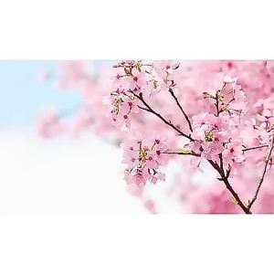 Welcome hereLAIKOU 6pcs Set Japan Sakura Complete Skin Care Set Cream Serum Gift  Brightening Skin Anti-aging