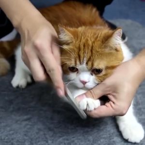 Small Size Nail Cutter & Nail File Trimmer: Essential Pet Grooming Tools