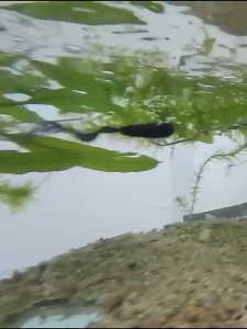 1 buah/lot Umpan Pancing Lunak 38mm 0.7g Umpan Lunak Umpan Renang Umpan Cakar Umpan Buatan Umpan Pancing Alat Pancing Umpan Pancing Crankbait