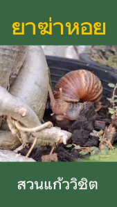 เดทมิล-5 (Detmil-5) เม็ดกำจัดหอยศัตรูพืช! ออกฤทธิ์เร็ว ปลอดภัยต่อปลา สลายตัวไว ไม่มีสารพิษตกค้าง (ขนาด 250กรัม)