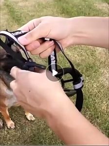 Aimayapet ที่ครอบปากสุนัข หมา กระบอกปืน ที่คอบปากกันเห่า ปรับได้ น้ำดื่ม