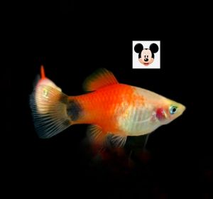 3 PCS Mickey Mouse Platy / Platy Fish/ Live Fish/ 满鱼