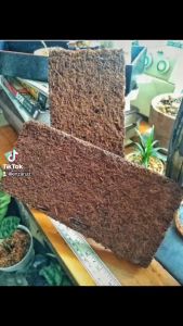 1 Pcs Organic Fern Slab For Orchids for Trailing And Hanging Live Plants Vines  And Orchids mounted Size