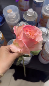 Sơn xịt hoa tươi xịt sen đá hoa giả  tráp ....