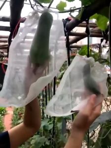 300PCS Fruit Cover Brongsong Buah: Solusi Melindungi Buah dari Serangga