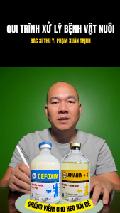 CHỐNG VIÊM CHO HEO NÁI CEFOXIM + CỐT DỊCH ANAGIN +C