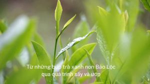 Trà lài ( Trà nhài) Quê Ta gói 70 vị thơm nguyên liệu pha trà sữa trà đá
