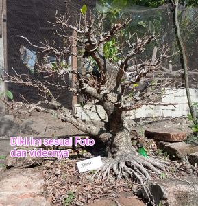 bonsai kimeng siap kontes real pict