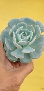 ต้นไม้อวบน้ำ กุหลาบหิน อิชิเวเรีย รันโยนิอาย ซานคาร์ลอส Echeveria runyonii san carlos #succulent