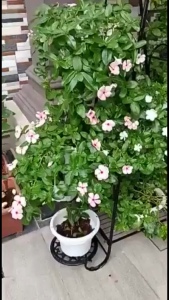 6-Tier Rolling Flower Pot Stand Steel Shelf Rak Pasu Bunga Bertingkat Home Garden Balcony Plant Rack