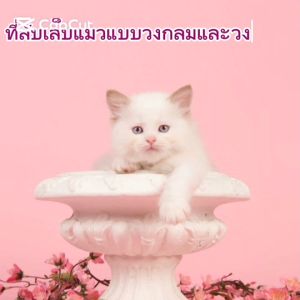 อ่างลับเล็บแมว CATLOVE ที่ลับเล็บแมว โรงงานคนไทยผลิตขายเองราคาถูก ขายส่ง คุณภาพดี หนาแข็งแรง ของเล่นแมว ที่นอนแมว2in1 แผ่นลับเล็บ ที่ฝนเล็บสัตว์เลี้ยง