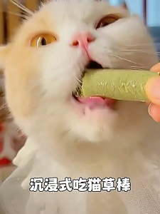 【SG Local】Cat Dental Grass Stick Treats - Organic Healthy Freeze-Dried for Dual Benefits Dental Care & Hairball Relief