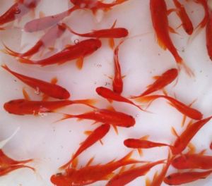 10 PCS GOLD FISH/4-6CM SIZE/FISH AQUARIUM/DELIVER TIME：MONTUESWED