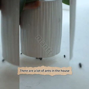 ✨Home ant bait✨ant bait ant killer ant killing bait 10g Needle design makes placement more flexible