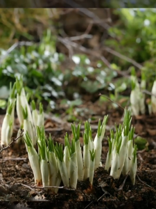 Combo 5 củ giống hoa nghệ tây mix màu - FlowerSeeds