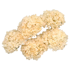 Chất Liệu Hoa Lụa Giả Màu Sâm Panh Trang Trí Đám Cưới Hoa Tươi Nhân Tạo Hoa Tươi Giả Trang Trí Nhà Hiện Đại Tối Giản