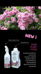 อาหารบำรุงกุหลาบ บำรุงต้นกุหลาบ ต้นแข็งแรงสมบูรณ์ กลีบดอกแข็งแรง ดอกดก กลิ่นหอมชัด ใบเขียวต้านทานโรคและแมลงศัตรู