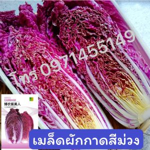 เมล็ดพันธุ์ผักกาดขาวปลีม่วงเมล็ดพันธุ์แท้นำเข้า ผักกาดม่วง บรรจุ 200 เมล็ด