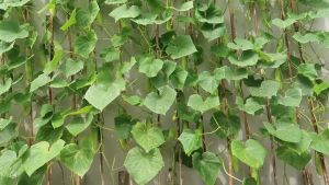 SULIT PACK! CUCUMBER SEEDS (4pcs seeds) HYBRID/EASY TO GROW/HIGH YIELDING